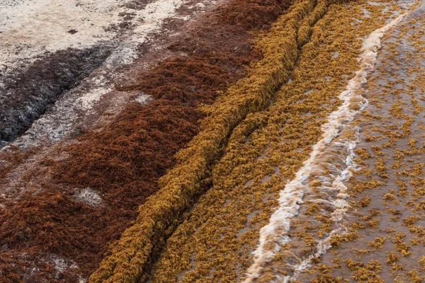 Sargassum Algen Bedecken Den Beliebten Urlaubsstrand Playa Del Carmen Mexiko Stockbild