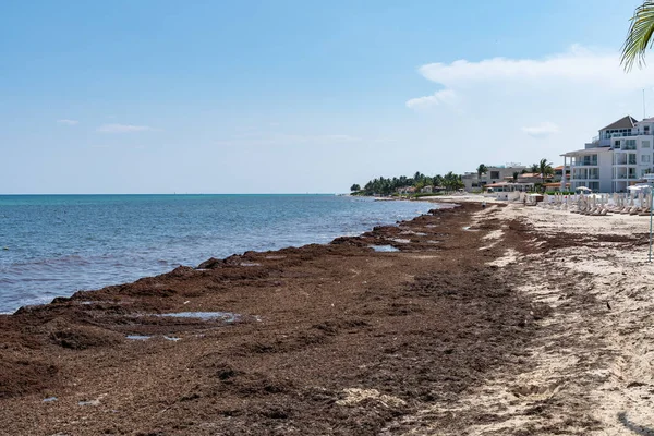 Bu ad en çok bitki yenilebilir tuberous kök dizinine eder rağmen Pachyrhizus erosus, jicama, Meksika yam fasulye veya Meksika şalgam, bilinen yerel bir Meksikalı asma adıdır. Jcama bu cins Pachyrhizus içinde bir tür içinde 