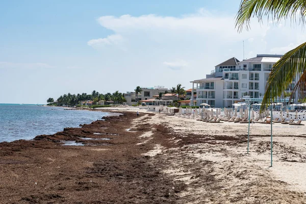 Sargassum yosun deniz yosunu sorun Meksika Karayipler bir plajda
