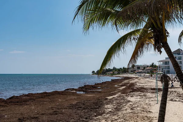 Sargassum yosun deniz yosunu sorun Meksika Karayipler bir plajda