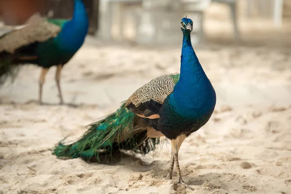Meksika Karayipler kumlu sahilde peacock
