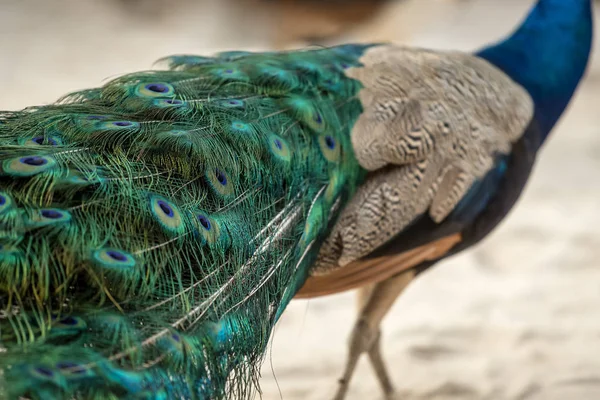 Yakın çekim yüksek derinlik-in tarla Meksika Karayipler kumlu sahilde tavus kuşu tüy