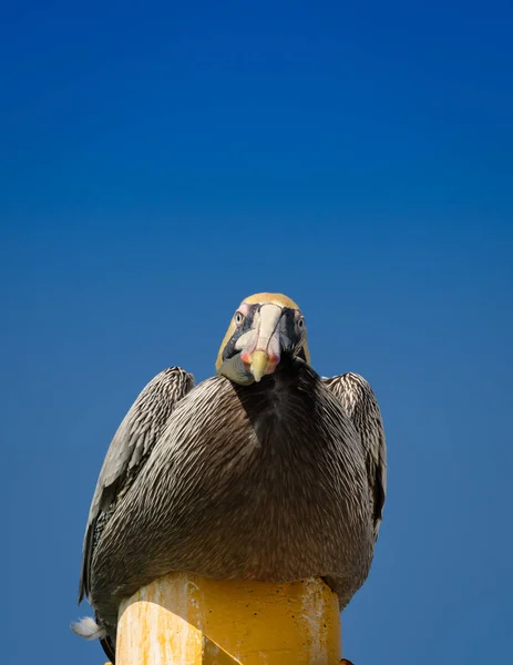 Kahverengi Pelikan sarı direğe Meksika karşı karşıya ve kameraya bakarak Karayipler'de üstüne oturuyor