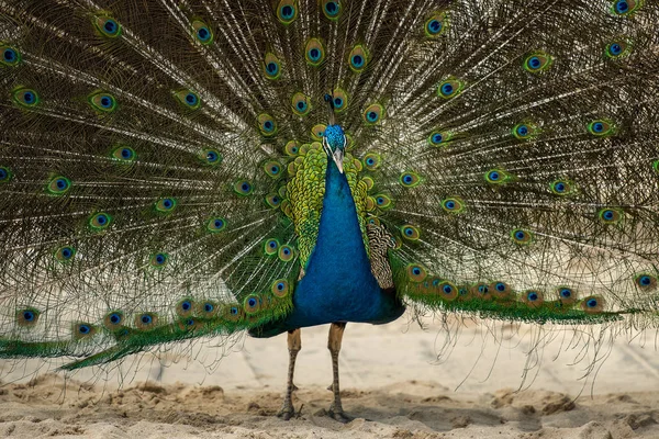 Meksika Karayipler kumlu sahilde peacock