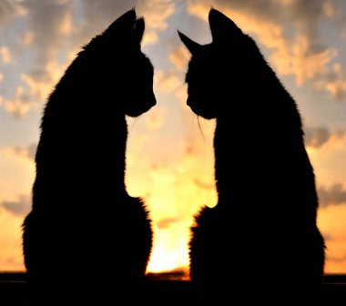 Kedinin romantik gün batımında