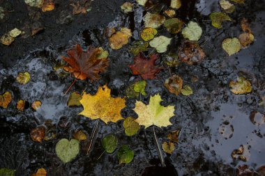 Yağmurdan sonra Sonbahar ruh hali