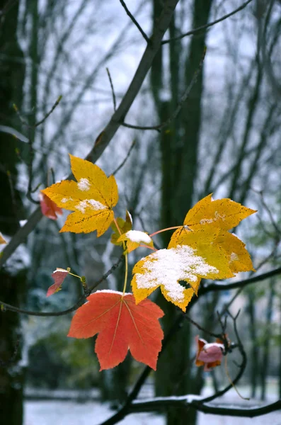 Herbstblätter Schnee — Stockfoto