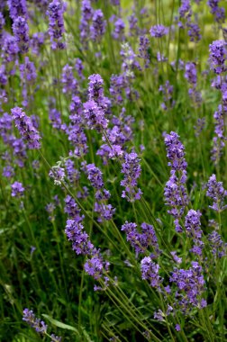 Bahçede büyüyen lavanta.