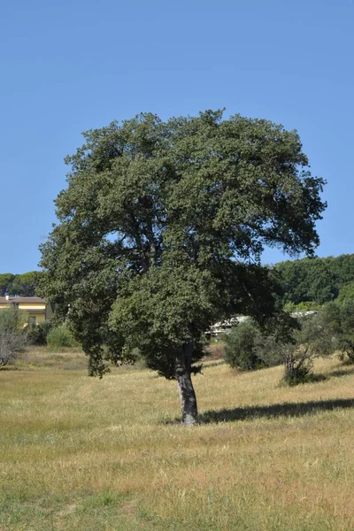 Albero Mezzo Campo Con Cielo Azzurro Che Gli Cornice Baum — Stockfoto