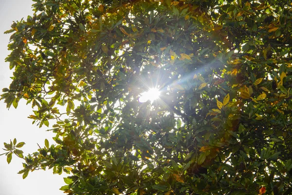 Sole Tra Gli Alberi Солнце Деревьях — стоковое фото