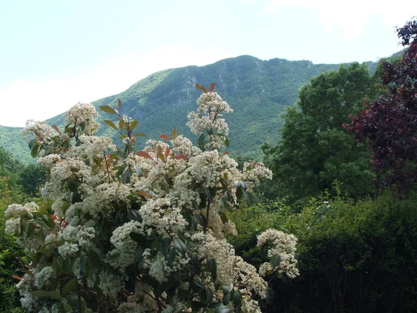 Fiori Bianchi Weiße Blüten — Stockfoto