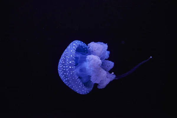 Denizanası Siyah Arka Plan Önünde Parlayan Mavi — Stok fotoğraf