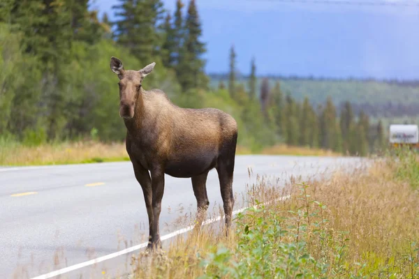 Соединенные Штаты Америки Alaska Elk Road — стоковое фото