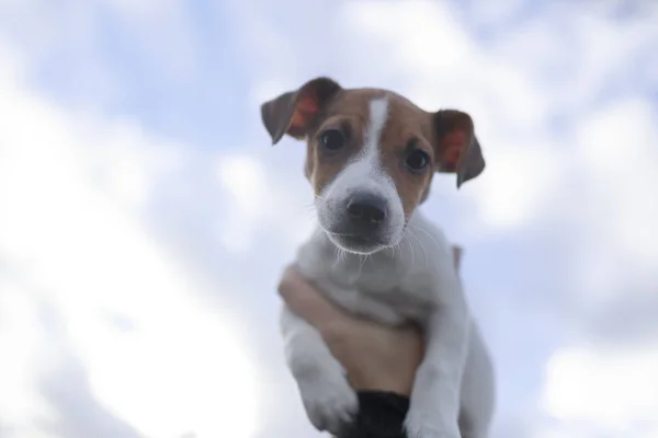 Portret Jacka Russel Terrier Szczeniak Przeciwko Niebo — Zdjęcie stockowe
