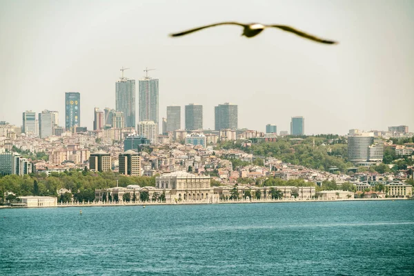 Asia Turkey Istanbul Besektas Bosphorus Dolmabahce Palace Flying Bird Foreground — Stock Photo, Image