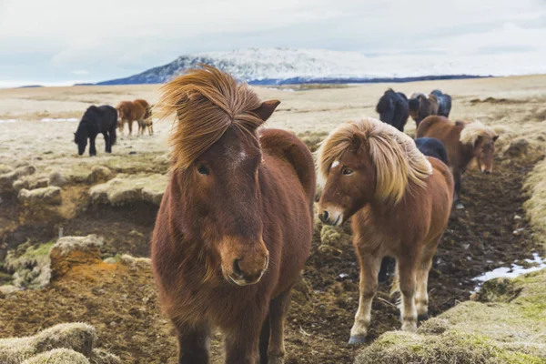 Iceland Wild Horses Snowy Mountains Background — Stock Photo, Image
