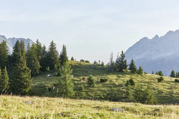 Rakousko Tyrol Mieming Plateau Krávy Alpské Louce — Stock fotografie
