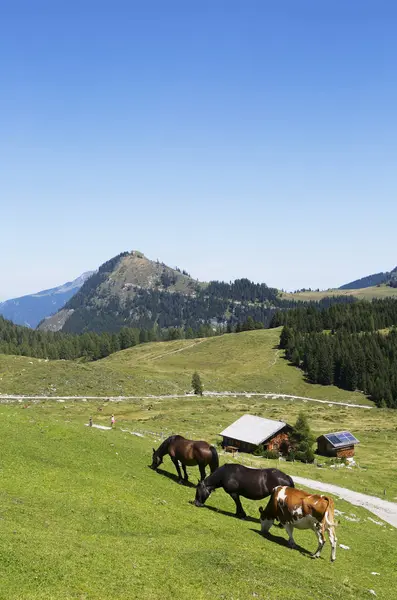 Austria Salzburg State Salzkammergut Postalm Pasture Horses Cow — Stock Photo, Image