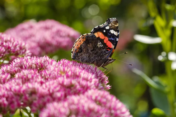 Red Admiral Blossom Cauliflower Mushroom — Stock Photo, Image