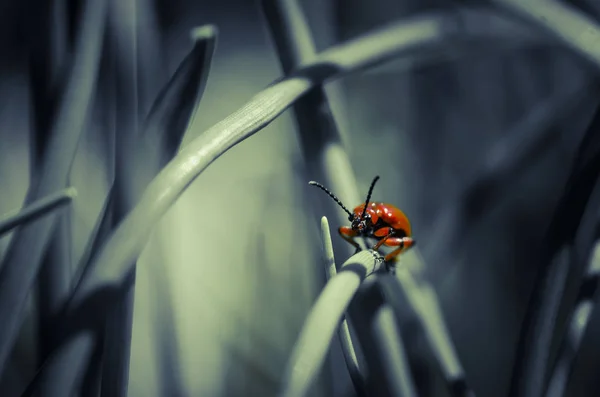 Lily Leaf Beetle Grässtrå — Stockfoto