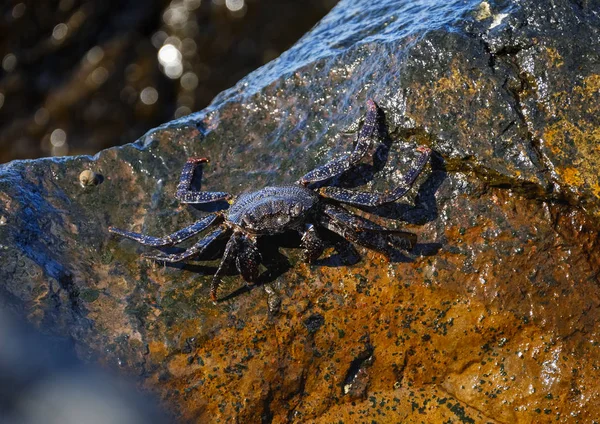 Spanyolország Kanári Szigetek Gomera Grapsus Adscensionis Rock Ceab — Stock Fotó