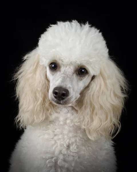 Portrait White Poodle Front Black Background — Stock Photo, Image