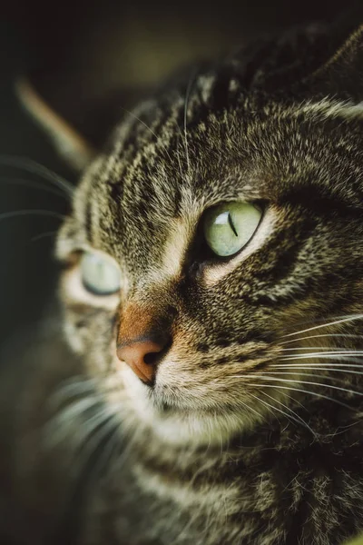 Porträt Einer Gestromten Katze Nahaufnahme — Stockfoto