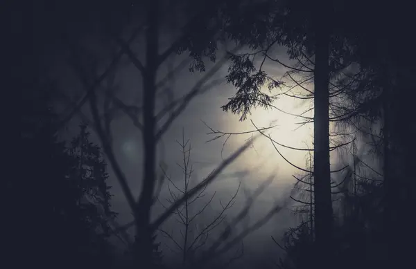 Arbres Pleine Lune — Photo