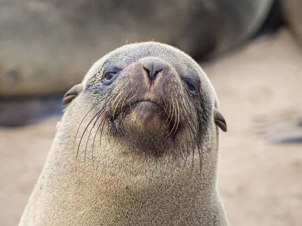 Africa Namibia Cape Cross Seal Reserve Portrait Cape Fur Seal — Stock Photo, Image