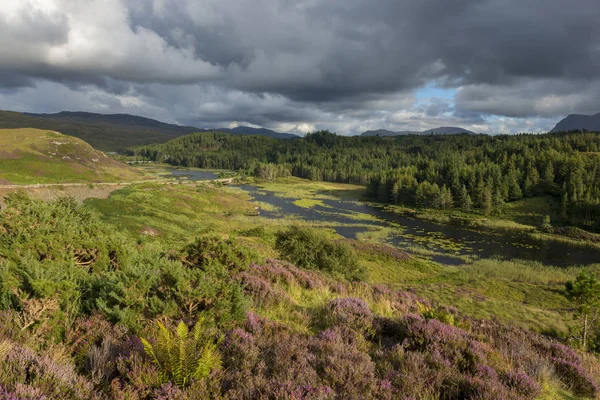 United Kingdom Scotland Sutherland Assynt Lairg Flowering Heather Kylestrome — Stock Photo, Image