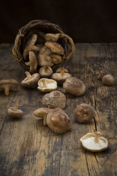 Organic Shitake Mushrooms Dark Wood — Stock Photo, Image