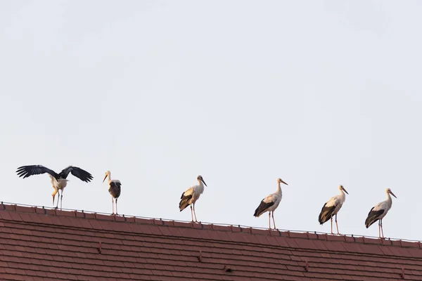 ドイツ バイエルン マルクト シュワベン 教会の屋根に白いコウノトリ — ストック写真