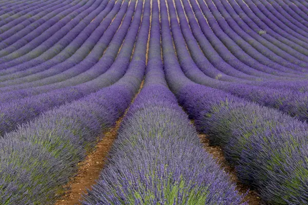 France Alpes Haute Provence Valensole Lavender Field — Stock Photo, Image