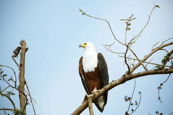 Ouganda Parc National Kigezi Pygargue Tête Blanche Perché Sur Une — Photo