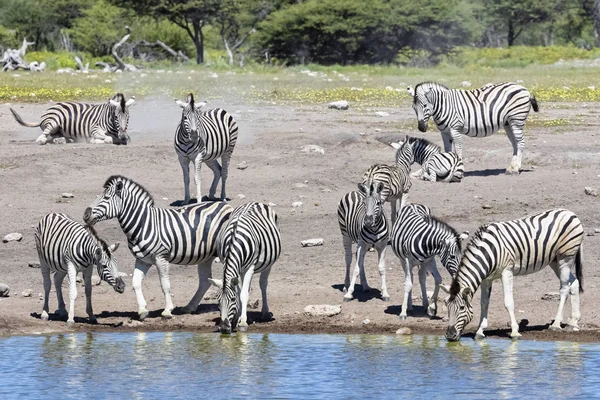 Burchell Zebras Chudop Waterhole Africa Namibia Etosha National Park — Stok fotoğraf