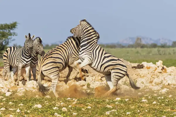 Burchell Zebras Fighting Africa Namibia Etosha National Park — Stock Photo, Image