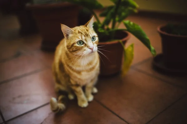 Retrato Gato Tabby Sentado Suelo Baldosas —  Fotos de Stock