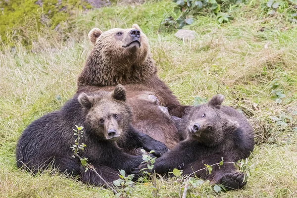 Německo Národní Park Bavorského Lesa Živočišný Kemp Neuschoenau Hnědí Medvědi — Stock fotografie