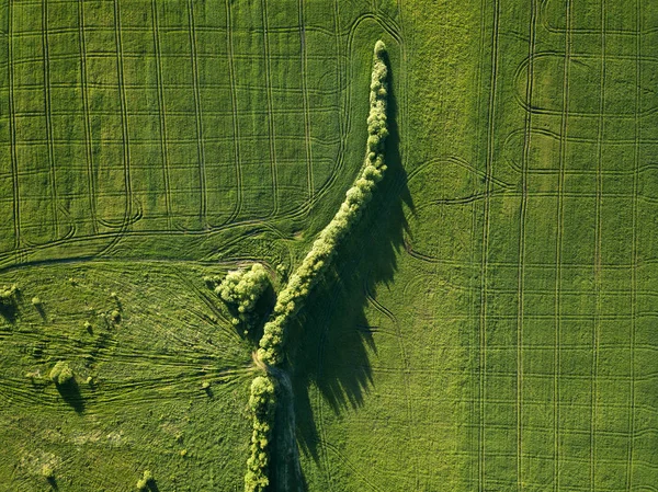 Rusia Rusia Central Campo Verde Árboles — Foto de Stock