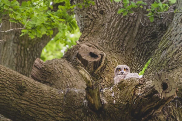 Young Eagle Owl Aerie — Stock Photo, Image