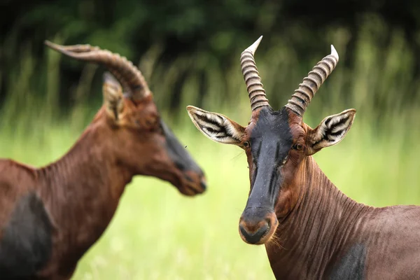 Uganda Parco Nazionale Kigezi Antilopi Kob — Foto Stock