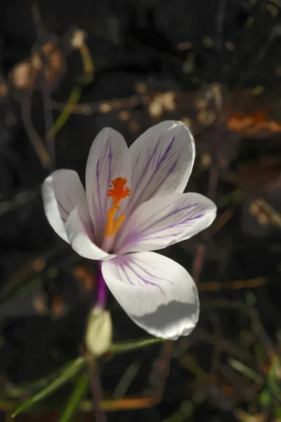 Close Flowering Crocus — Stock Photo, Image