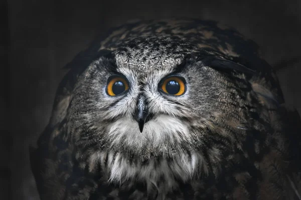 Porträt Von Uhu Bubo Bubo — Stockfoto