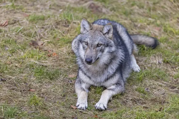 Deutschland Nationalpark Bayerischer Wald Tierisches Freigelände Ludwigsthal Europäischer Wolf Canis — Stockfoto
