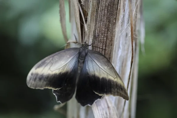 Borboleta Coruja Caligo Eurilochus — Fotografia de Stock