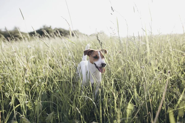 Jack Russel Terriër Een Weide — Stockfoto