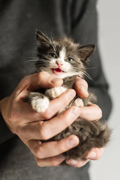 Mężczyzna Ręka Trzyma Miaowing Kitten — Zdjęcie stockowe