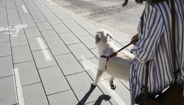 Giovane Donna Che Walkies Con Suo Cane Sul Marciapiede — Foto Stock