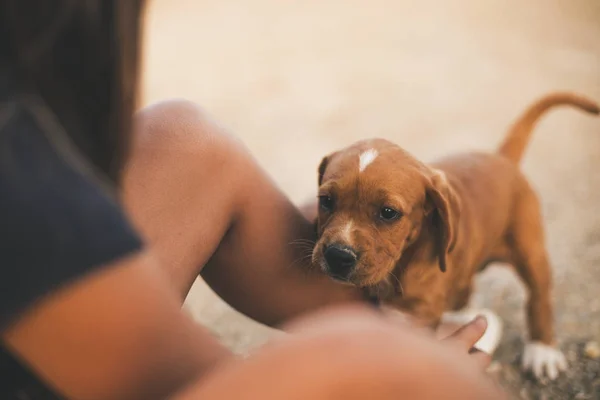 Brown Puppy Playing Little Girl Sunset — Stock Photo, Image