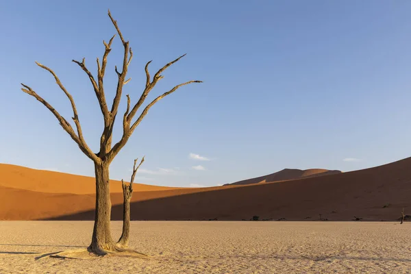 Afrika Namibië Namib Naukluft National Park Deadvlei Dode Acaciaboom Klei — Stockfoto